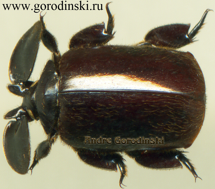 http://www.gorodinski.ru/oth_col/Platyrhopalopsis picteti.jpg